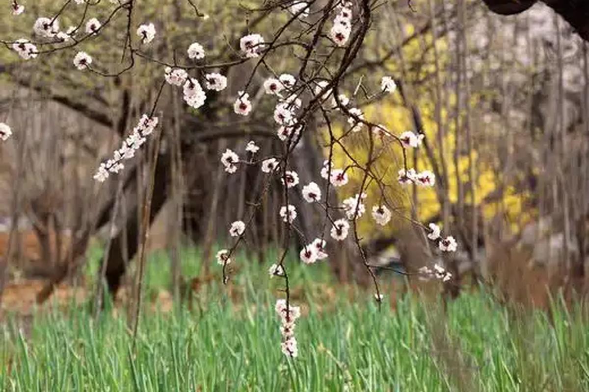 早春晴朗开播抖音热榜分析_早春晴朗开播热榜现象解读_近期抖音明星热点有哪些呢知乎视频,